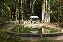 Rainforest Grove Cairns